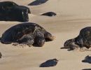 honu ho okipa beach maui fall