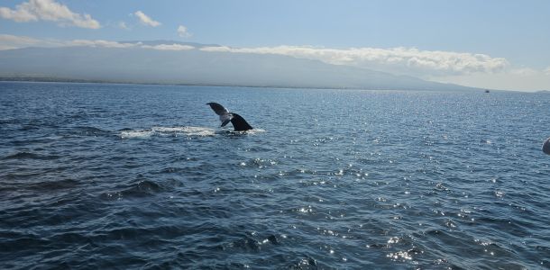 Maui February 2025 Whale Season